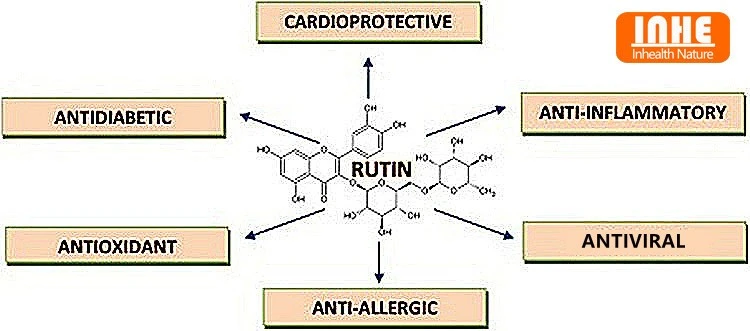 Rutin 98 Powder Benefits Rutin 98 Powder Benefits